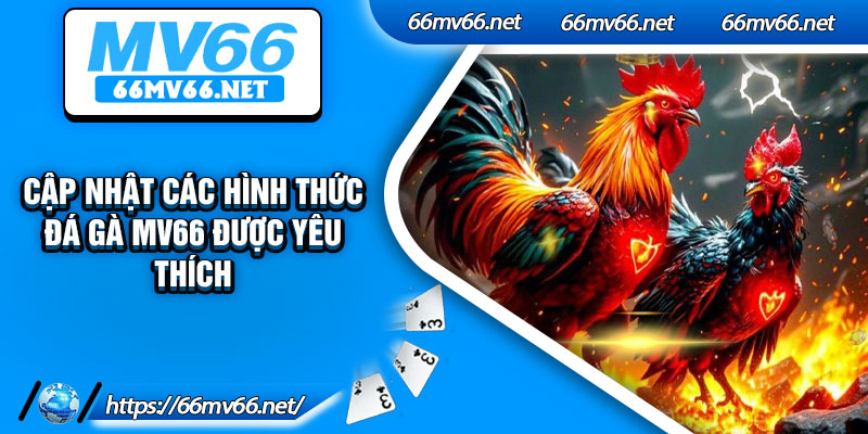 Cập nhật các hình thức đá gà MV66 được yêu thích